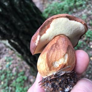 King Bolete