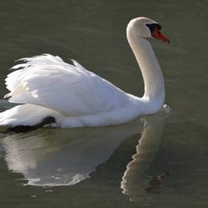 Mute Swan