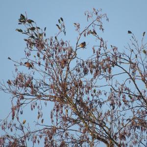 Eurasian Chaffinch