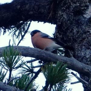 Eurasian Bullfinch