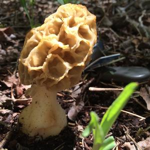 Yellow Morel