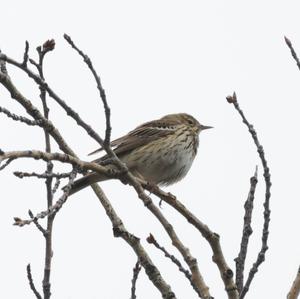 Tree Pipit