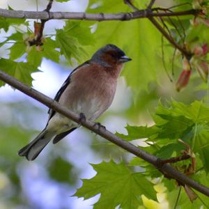 Eurasian Chaffinch