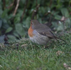 European Robin