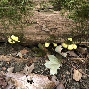 Chicken Mushroom