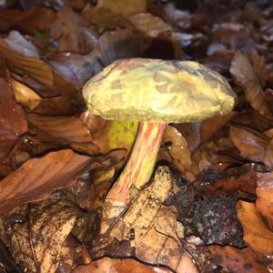 Red-cracked Bolete