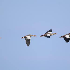 Egyptian Goose