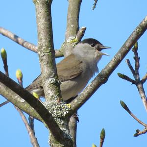 Blackcap