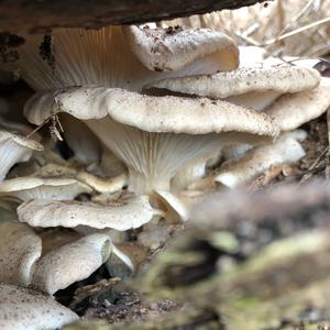 Oyster Mushroom