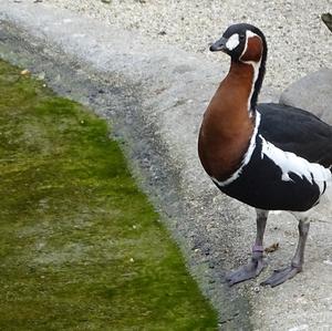 Red-breasted Goose