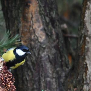 Great Tit