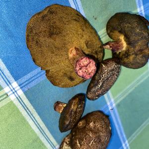 Red-cracked Bolete