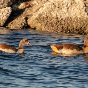 Egyptian Goose