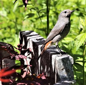 Black Redstart