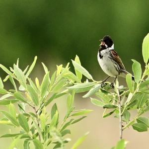 Reed Bunting