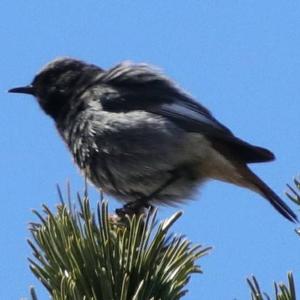 Black Redstart