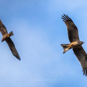 Black Kite