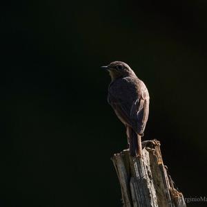 Black Redstart