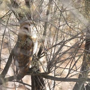 Barn Owl