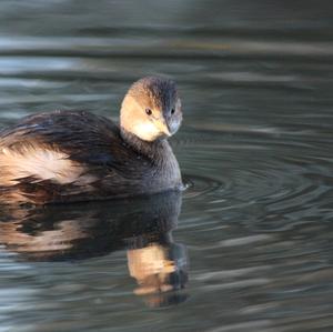 Little Grebe