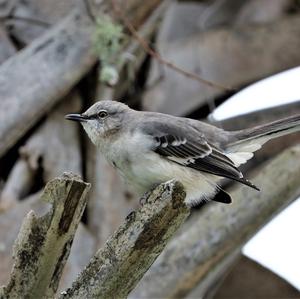 Northern Mockingbird