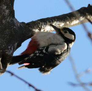 Great Spotted Woodpecker