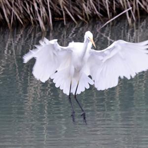 Great Egret