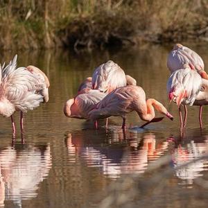 Greater Flamingo