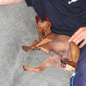 Miniature Pinscher