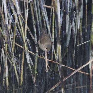 Eurasian Reed-warbler