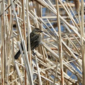 Red-winged Blackbird