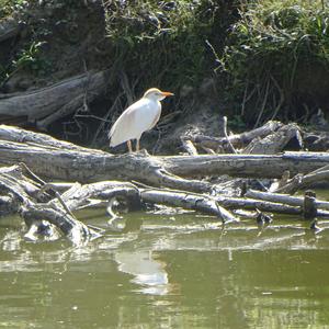 Cattle Egret