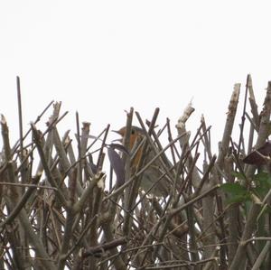 European Robin