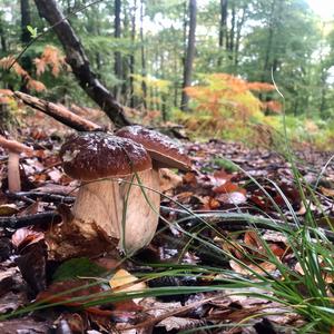 King Bolete