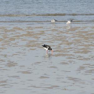 Eurasian Oystercatcher