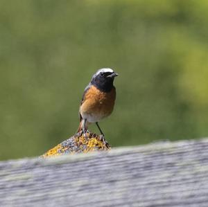 Common Redstart