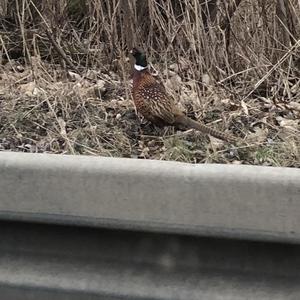 Common Pheasant