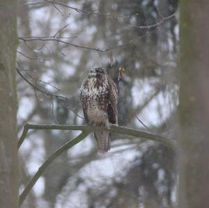 Mäusebussard