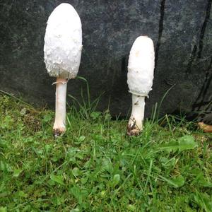 Shaggy Mane