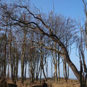 Pedunculate Oak