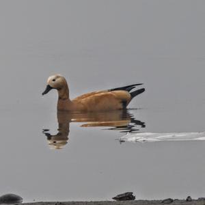 Ruddy Shelduck