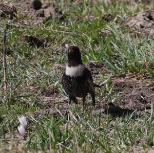 Ring Ouzel