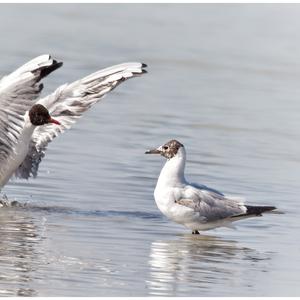 Mediterranean Gull