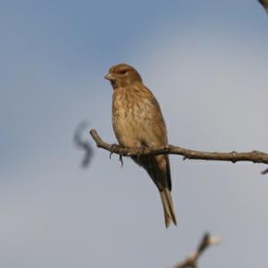 Eurasian Linnet