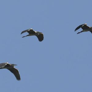 Grey Heron