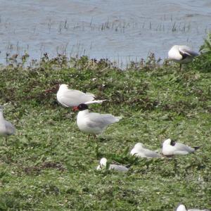 Mediterranean Gull