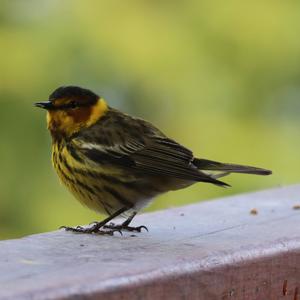 Cape May Warbler