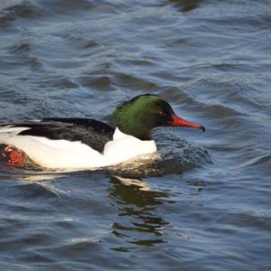 Common Merganser