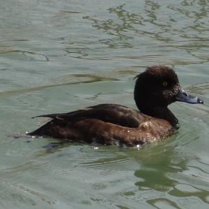 Little Grebe