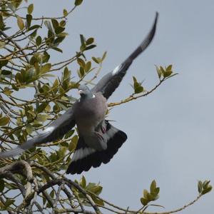 Common Wood-pigeon